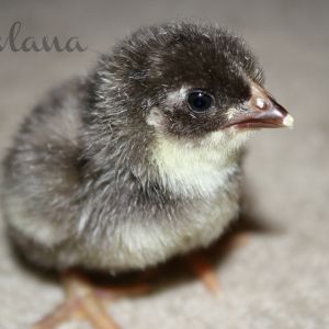 Bantam Chocolate Wyandotte