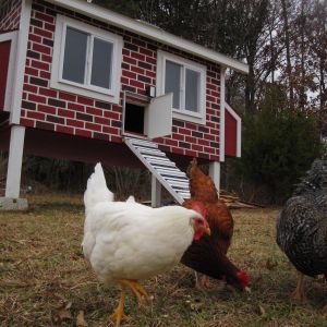 I covered the bottom of the coop toad to insulation insulation, help with moisture resistance, and lessen the places that wood bees might want to bore.
