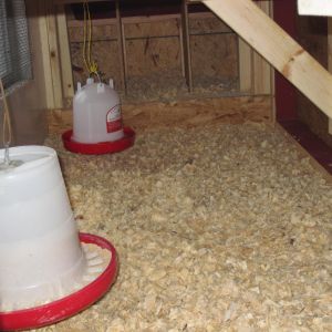 Inside view from one end prior to my modifications.  I also insulated the inside of the coop with a insulated Styrofoam board which I cut and nailed around in the coop. The Styrofoam board has foil paper on one side and plastic on the other.  I put it up so the foil paper is facing inside the coop.  The chickens have not bothered it or tried pecking at it and there is no loose Styrofoam so I figured it was safe.  If the water was freezing inside then it was still too cold.  Not so bad now that I insulated. I also nailed a 2x4 across the inside front and back to prevent the pine shavings from getting kicked out the front when the hens go out or back door (when opened)