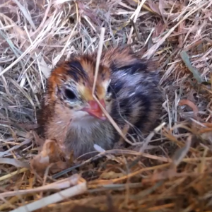 Quail chick