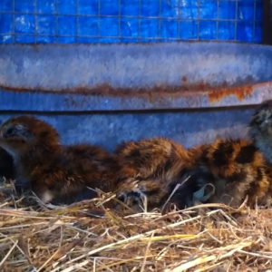 Baby Quail