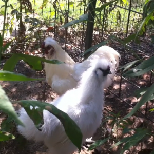 Silkies