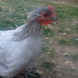 My 4 month old Lavender Orpington Rooster :)