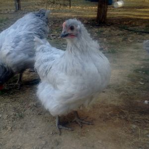 Young pullet from my first hatching!
