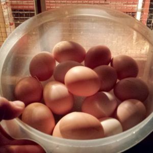 Best day this year (2013) was 16 eggs in a day... from 11 hens!