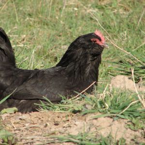black azerbaijan 
hen
Rare Breed Poultry
Azerbaijan breeds
rare race 
Marand