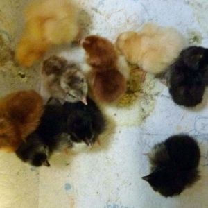 Day old 1