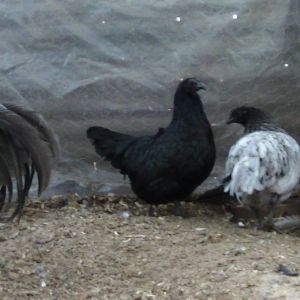 Bantam Sumtras