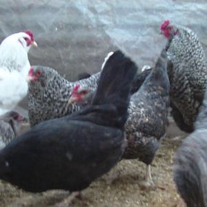Bantam olive eggers