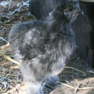 Blue Silkie - for Meat Breeding