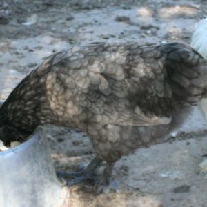 Silkie cross, project