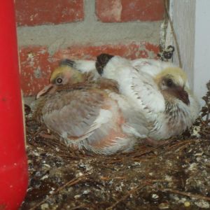 *
pigeons at  2.5weeks of age