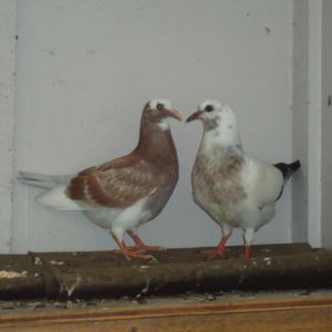 *pigeons at 4.5weeks