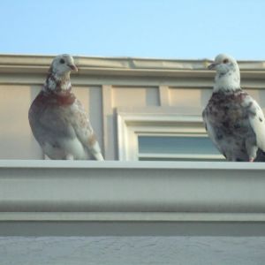 *
pigeons at  3 months