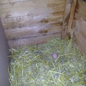1st egg in 3/4 months since molting