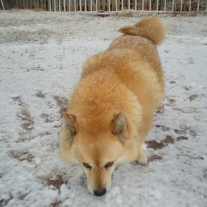 *
My dog Caliboi. hes a Jindo Corgi mix. 
Eating Snow