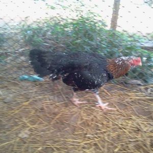 *
Imported from Thailand hen with Chicks