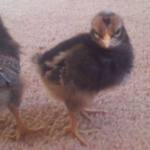 one of the chicks