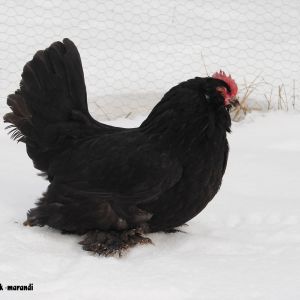 black azerbaijan 
Rare Breed Poultry
Azerbaijan breeds
rare race 
Marand