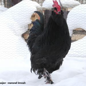 black azerbaijan 
Rare Breed Poultry
Azerbaijan breeds
rare race 
Marand