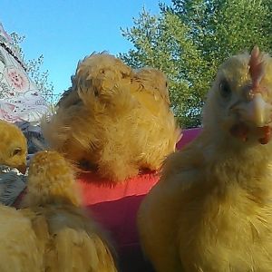 Chickies on my lap discussing details of their soon-to-be home.