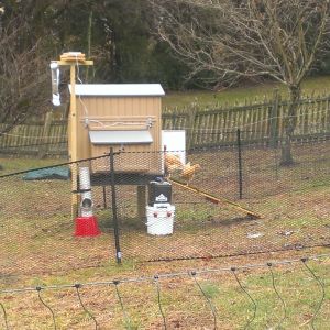 I'm using the Dine-a-Chook feeder and Wet-a-Chook waterer and love them both!