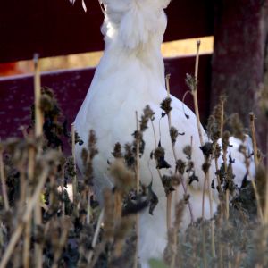 Marilyn. Comes inside at night. She's not fond of the cold weather.