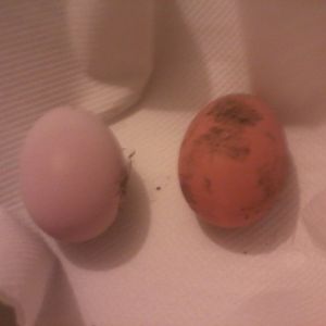 why do i get diffrent colour in eggs please