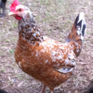 Bantam/Chicken hen