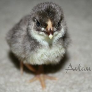 Chocolate bantam wyandotte.