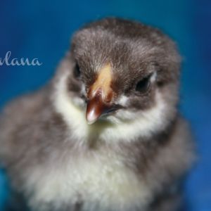 Chocolate bantam wyandotte.