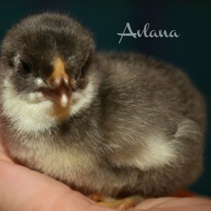 Chocolate bantam wyandotte.