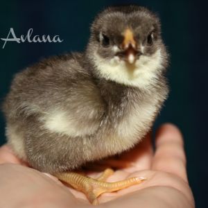 Chip. Chocolate bantam wyandotte.