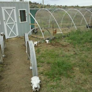 *
Our Chicken Coop, this yard is for the chickens although they do share the yard and coop with a rabbit and the dogs come in and visit too. In the winter we put thick plastic over the windows and heat lamps back inside as we had below freezing temps. yard ; pvc pipe and chicken wire. Has sustained wind gust of 70mph no problem. path is halved old wheels from hand lines from a neighbors alfalfa field. Skulls are old bulls found on the ranch. Inside the coop is sectioned off from Turkeys we raised, they had their own yard as well on other side which now since we sold out for Thanksgiving we set it up for the dogs to use so they too stay warm and dry when they have to be put out.