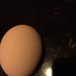 We have a second layer!  This one is pink with white speckles!  So pretty, I hope all her eggs are like this.  Any ideas who might be laying it?  A Silver laced Wyandotte?  Or Chantecler?