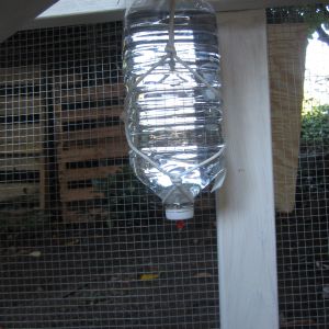 Temporary water bottle with nipple