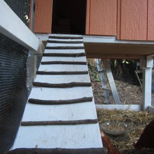 Ramp to the roost