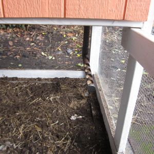 Feeding system. **Needs to be a bit wider, the feed doesn't quite slide down the tube and we have to bang on it to get it to fill up