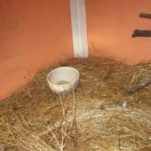 Inside roost