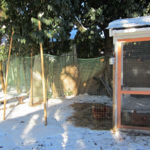 Added green plastic fencing to help keep chickens in the run, I would like to avoid the hassle of clipping wings, plus I'd rather they be able to get away from predators as much as possible...