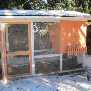 Coop with the shelf on it in front of the nest box access door