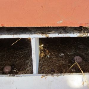 Nest boxes viewed from the access door. The have a higher lip in the back and a lower lip in the front. I keep 2 ceramic eggs to help them know where to lay, otherwise they tend to go all over the roost.