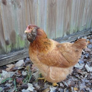 Lily, our rescue hen