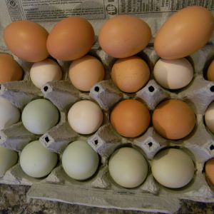 Some of this weeks eggs! The extra large white is a store boughten egg (no more now!) but there to show off the colours of ours. Irvory, brown, speckled, green and blue!