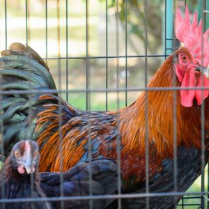 My Favorite boy, now gone but not forgotten

Little Peddler Line of Black Copper Marans