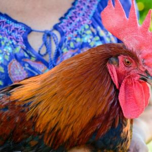 My Favorite boy, now gone but not forgotten.  

Little Peddler Line of Black Copper Marans