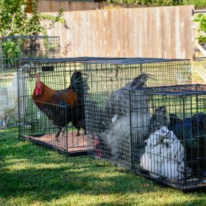 Left to Right:
Northern California Poulet Bleu (Bresse)
LP Black Copper Marans Rooster and Hen
UK Blue Orpington Rooster and Hen
BBS UK Orpington Pullets