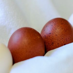 Bresse eggs surrounding Black Copper Marans Eggs