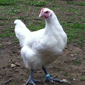 Lovely little pullet.