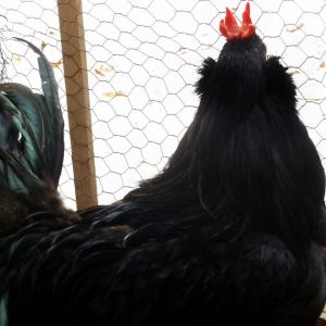 Bearded  Rooster